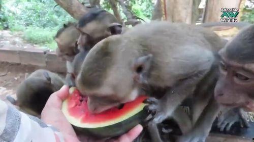 吃瓜群众小猴子视频,揭秘娱乐圈幕后趣闻