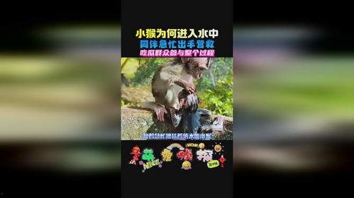 吃瓜群众小猴子视频,揭秘娱乐圈幕后趣闻