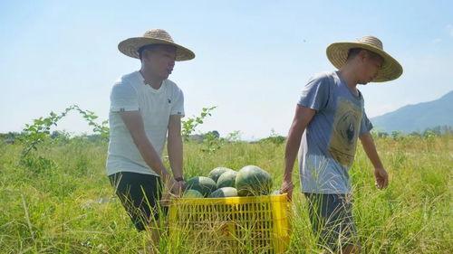 悠闲的当个吃瓜群众,悠然当个吃瓜群众