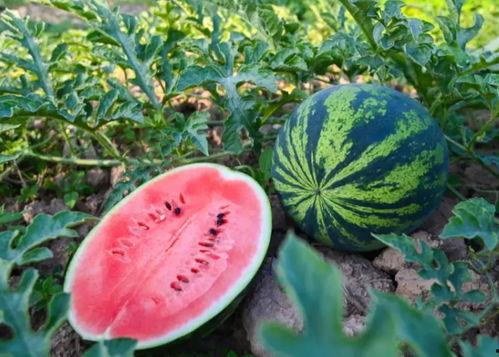 吃瓜群众干果,揭秘娱乐圈幕后故事