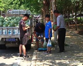 商河吃瓜群众事件视频,网络围观下的社会现象解析