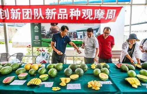 泉州头条冬天吃瓜群众,泉州“吃瓜群众”的欢乐时光