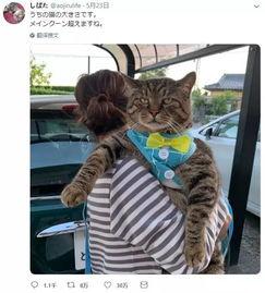 喵小咪吃瓜群众,吃瓜群众的趣味生活