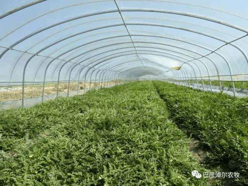 群众吃海瓜视频大全集,群众共享的海味视频大全集