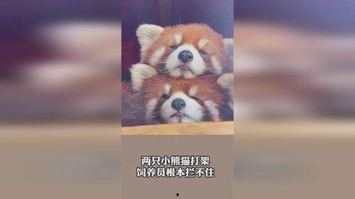 吃瓜群众的饲养员,揭秘网络红人的幕后故事