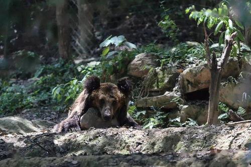 狗熊吃人还有吃瓜群众,吃瓜群众的围观与反思