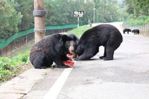 狗熊吃人还有吃瓜群众,吃瓜群众的围观与反思