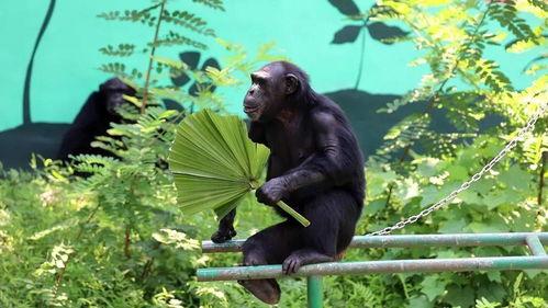 狗熊吃人还有吃瓜群众,吃瓜群众的围观与反思