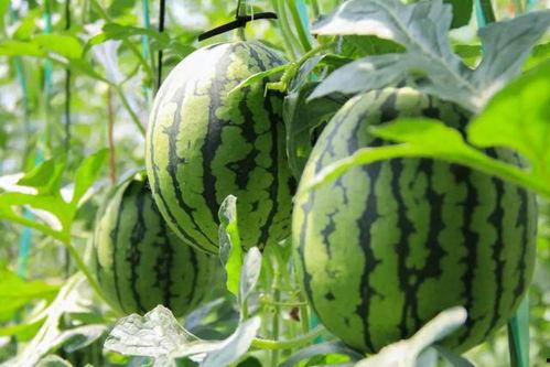 吃瓜群众哥哥吃西瓜,吃瓜群众哥哥的夏日西瓜盛宴