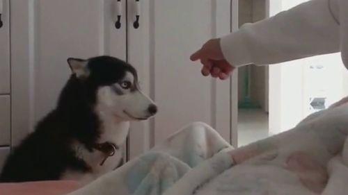 吃瓜群众握爪二哈,吃瓜群众与二哈的欢乐互动瞬间