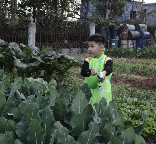 吃瓜围观群众知识大全,揭秘网络舆论场中的你我他