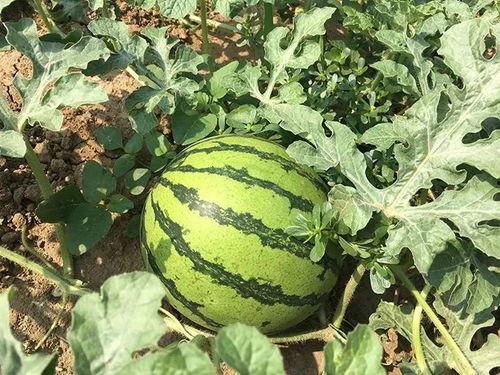 十年代吃瓜群众的