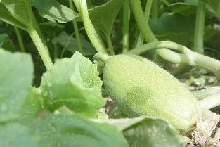 十年代吃瓜群众的