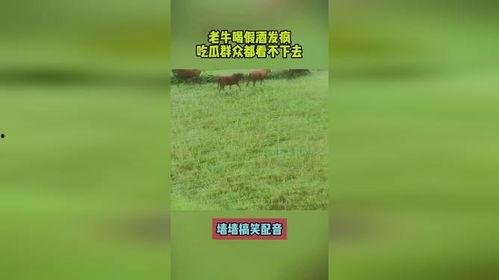 群众喝假酒吃瓜,群众饮假酒吃瓜，揭秘食品安全隐患