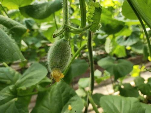 吃瓜群众掉皮的瓜,揭秘吃瓜群众的狂欢盛宴