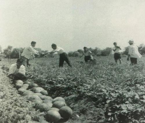 永年县吃瓜群众事件始末,一场网络舆论的风暴与反思