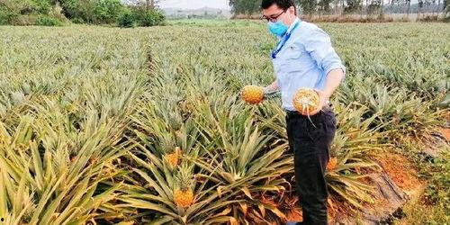 海南的吃瓜群众真是多,瓜香四溢，吃瓜群众乐翻天