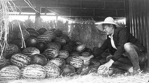 马坊吃瓜群众事件视频,一场网络舆论的风暴与反思