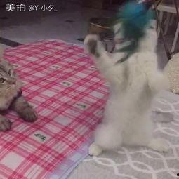 吃瓜群众大爷图片搞笑,大爷吃瓜群众，欢乐无限