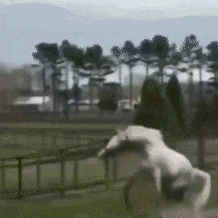 吃瓜群众gif表情图片,揭秘网络社交中的“围观”文化